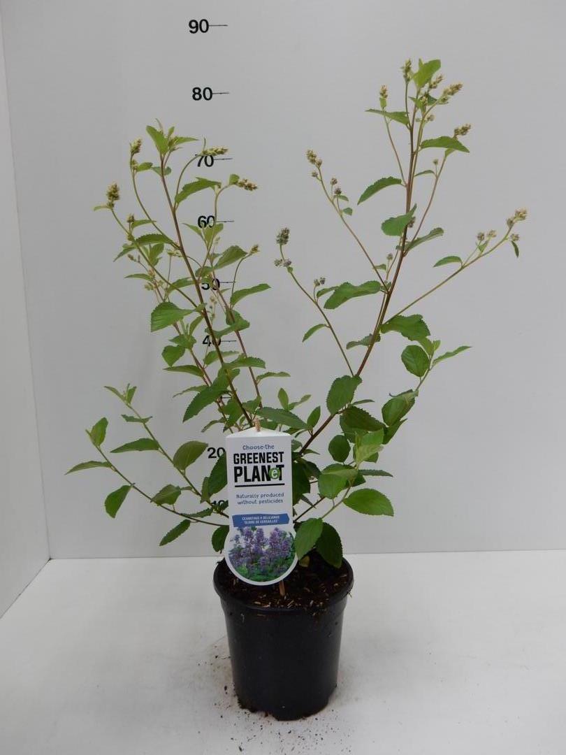 Ceanothus d.Gl Versailles