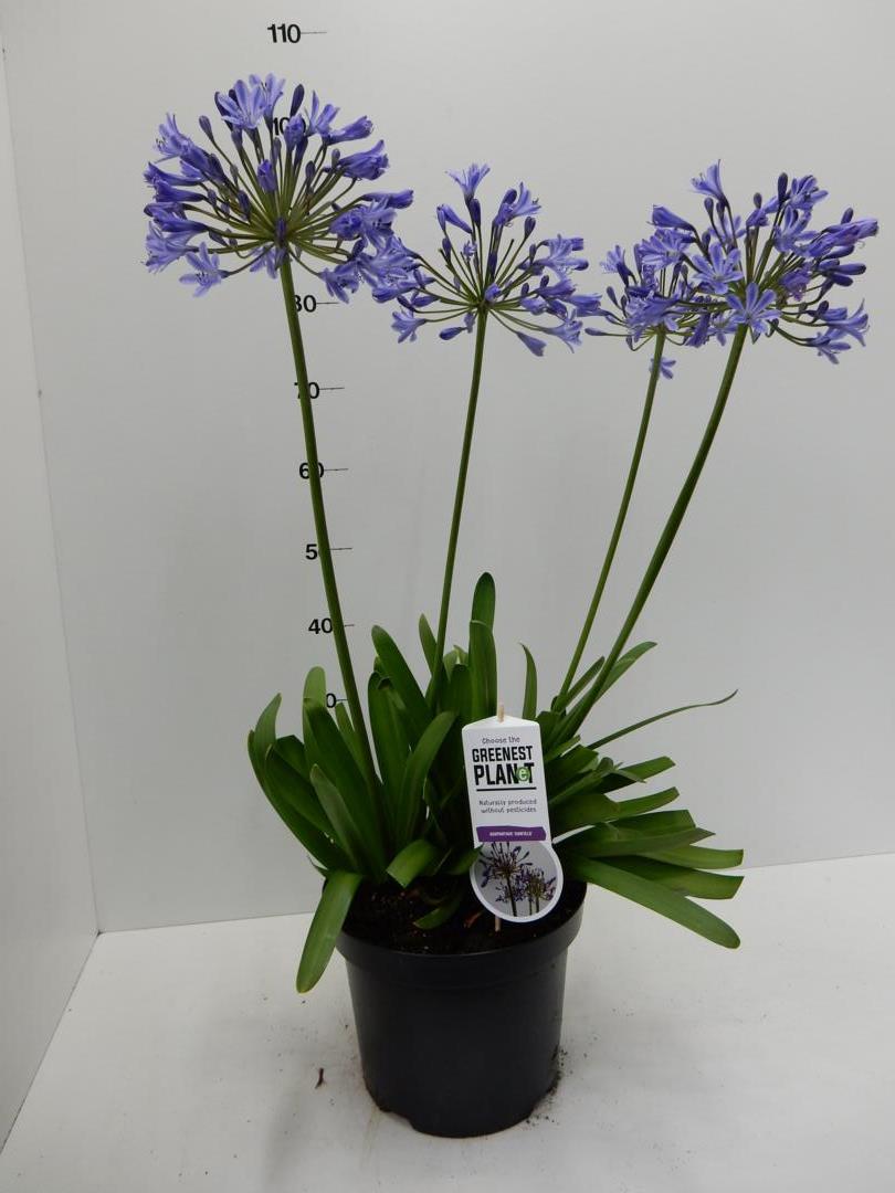 Agapanthus Sunfield