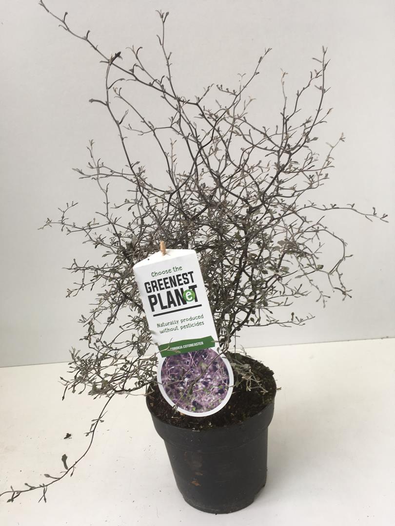 Corokia cotoneaster
