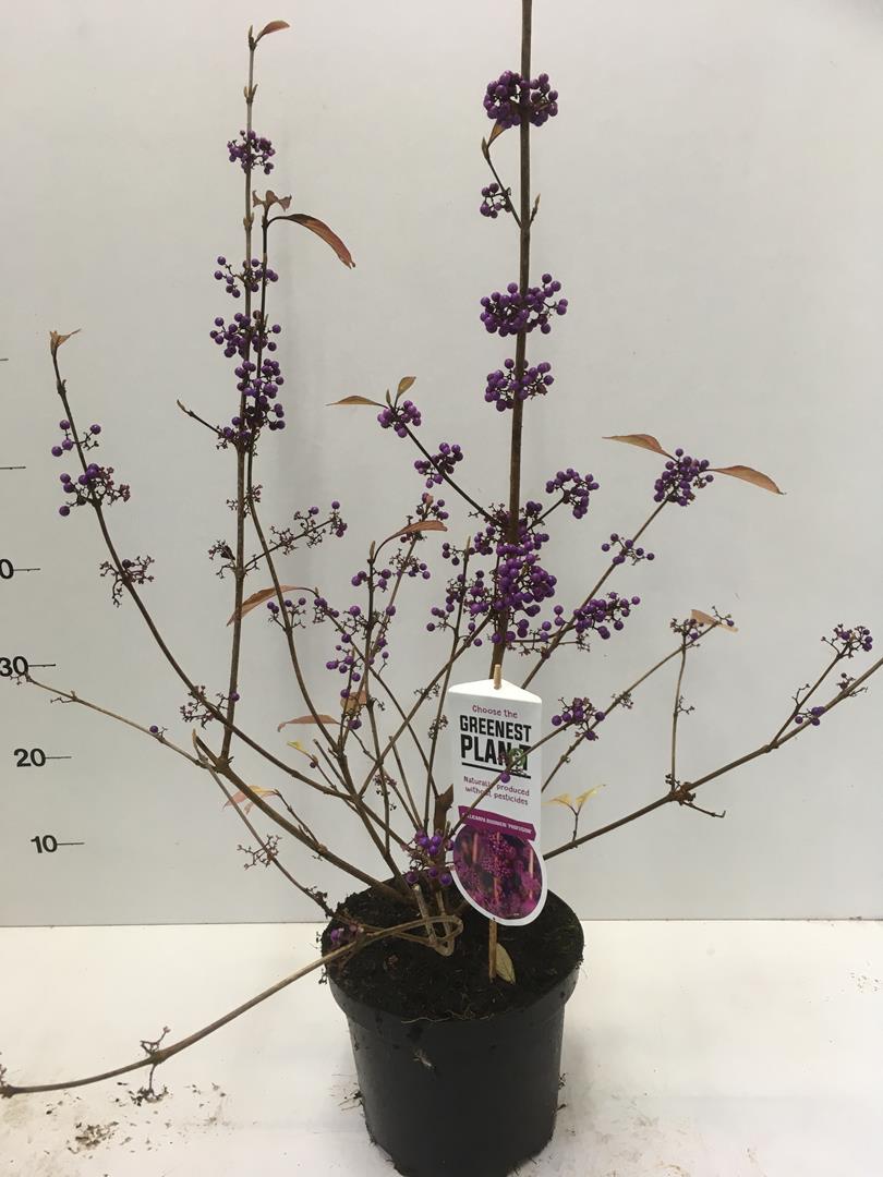 Callicarpa b.Profusion