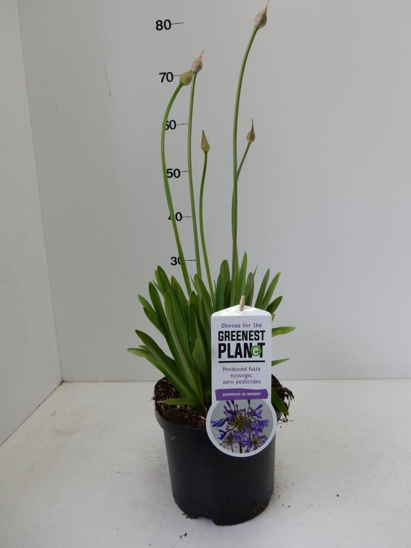 Agapanthus Dr Brouwer