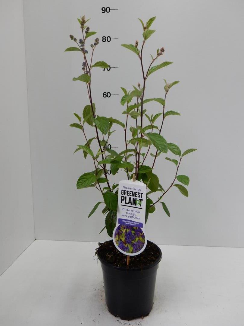 Ceanothus del.H.Defosse