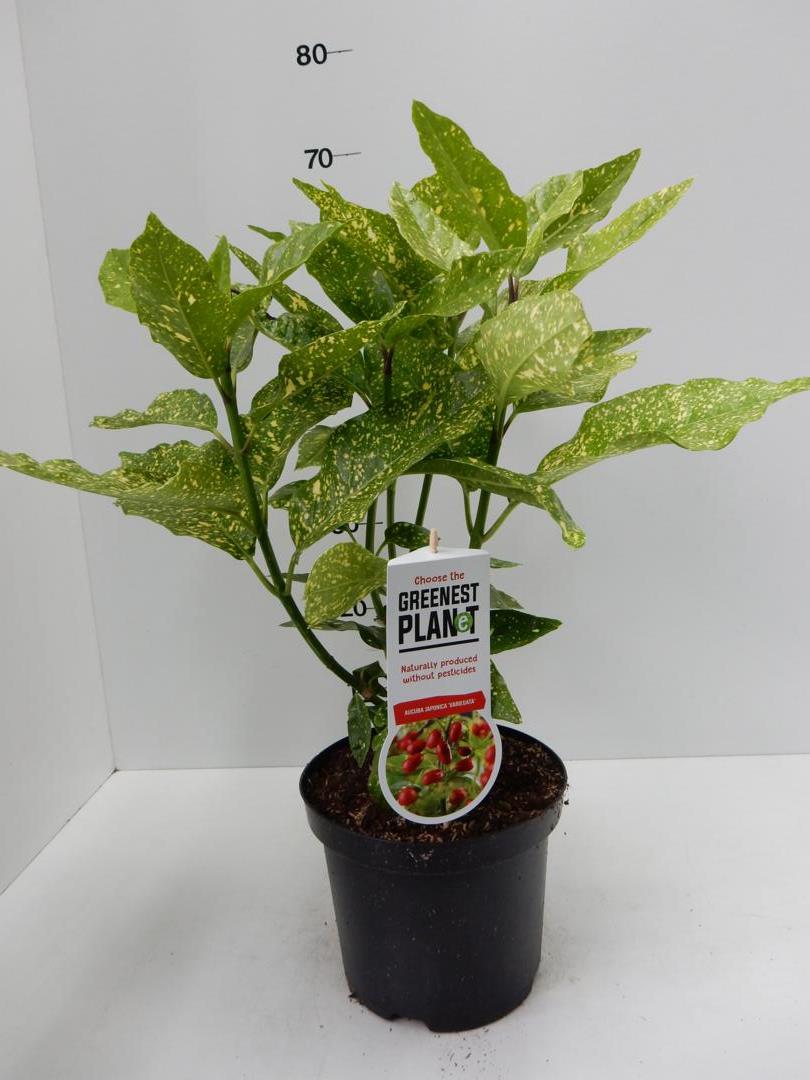 Aucuba j.Variegata