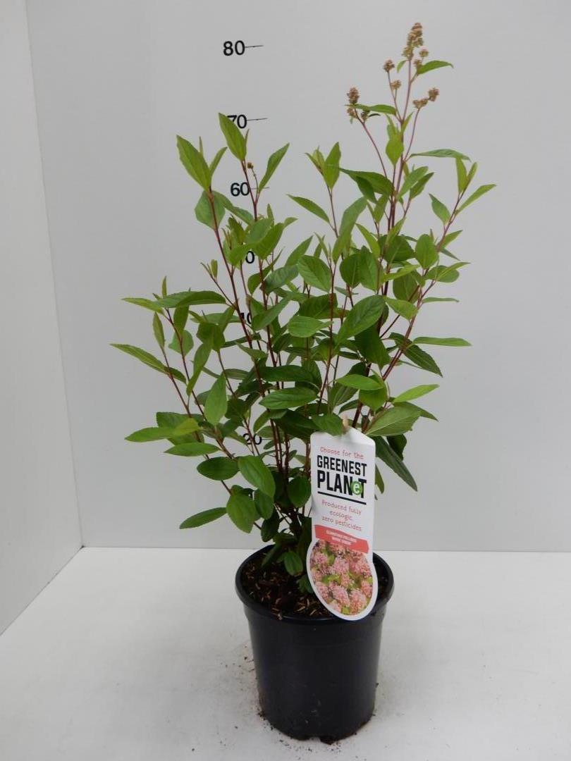 Ceanothus p.Marie Simon