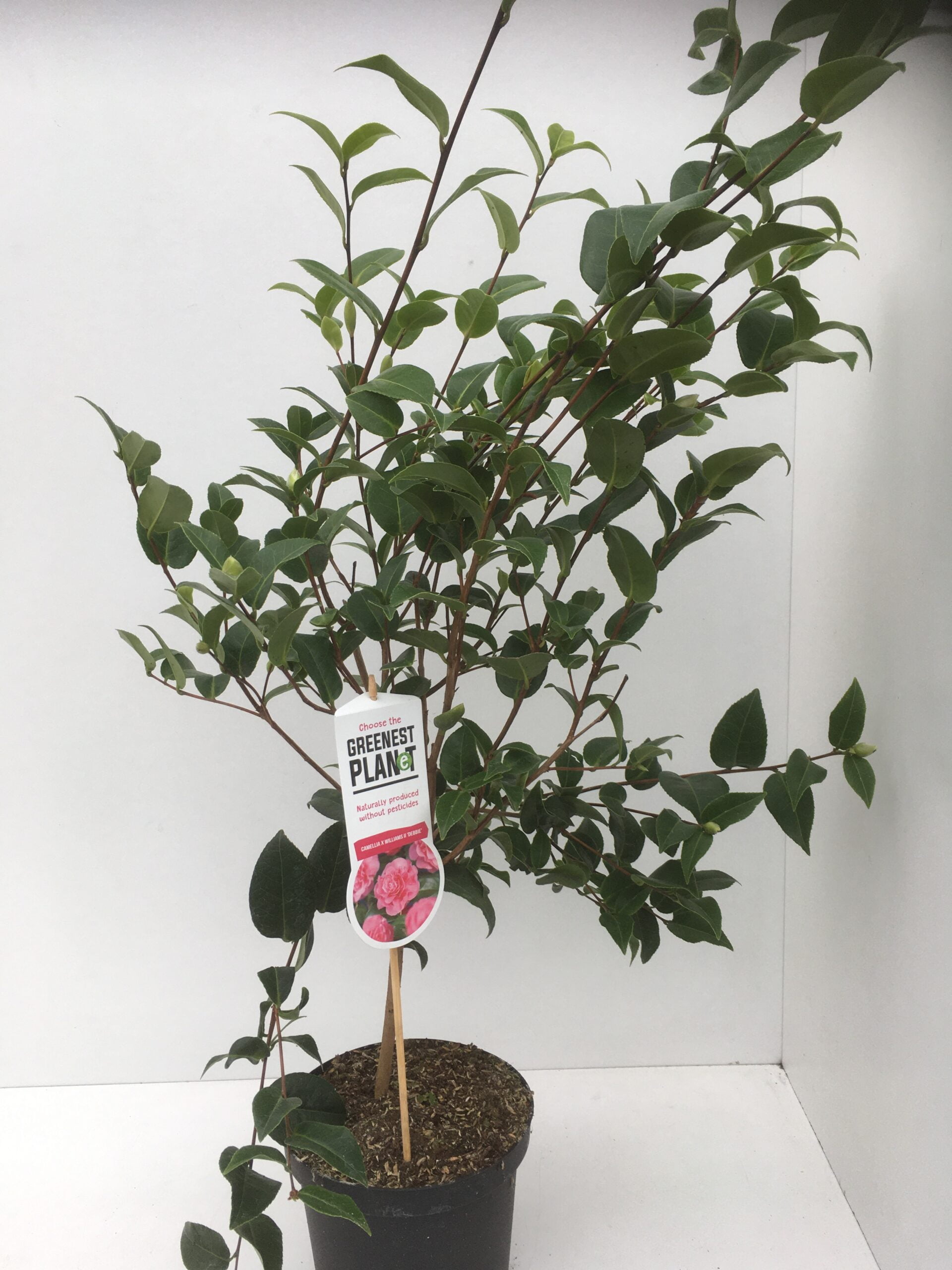 Camellia w Debbie