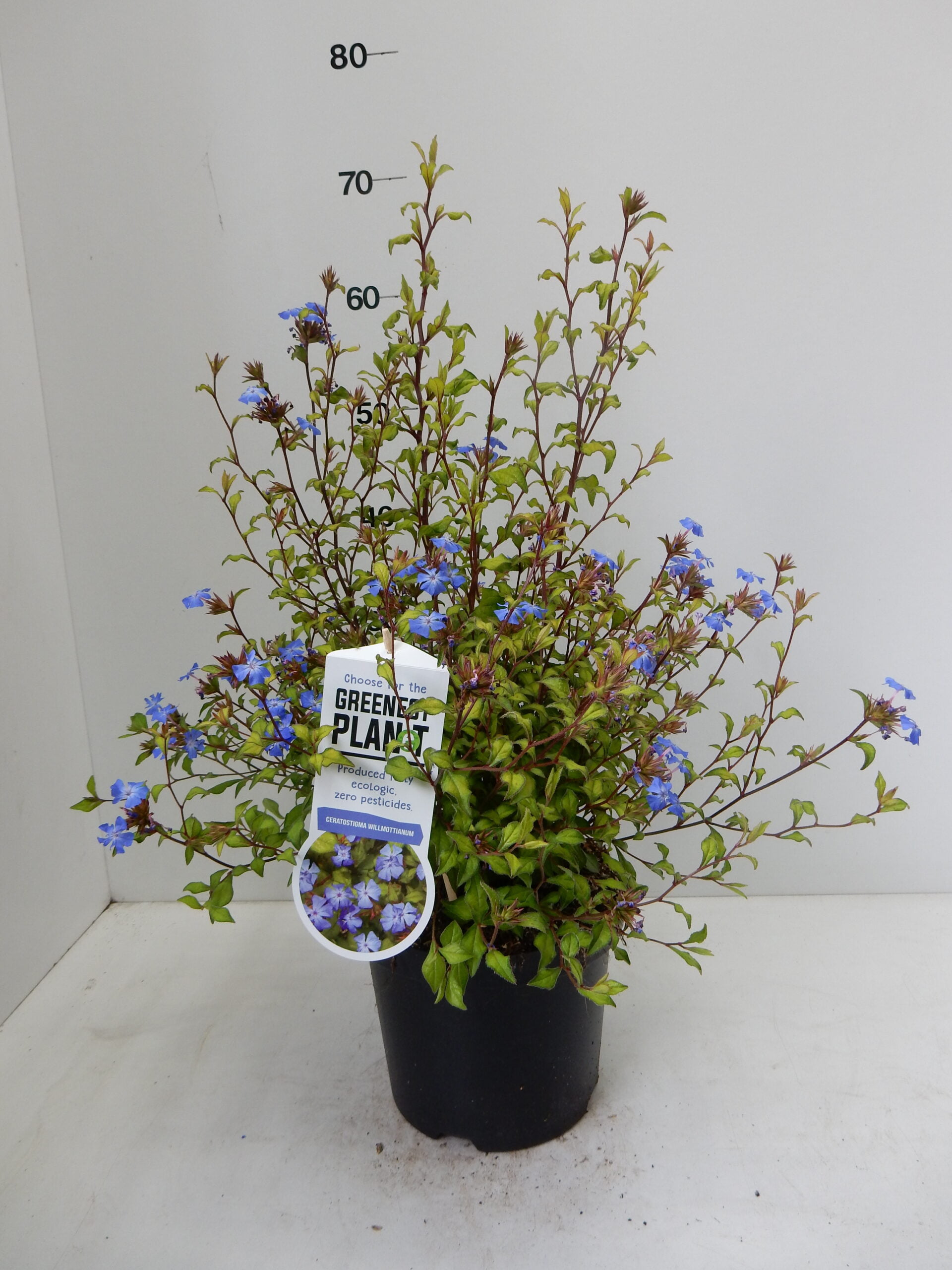 Ceratostigma willmottianum