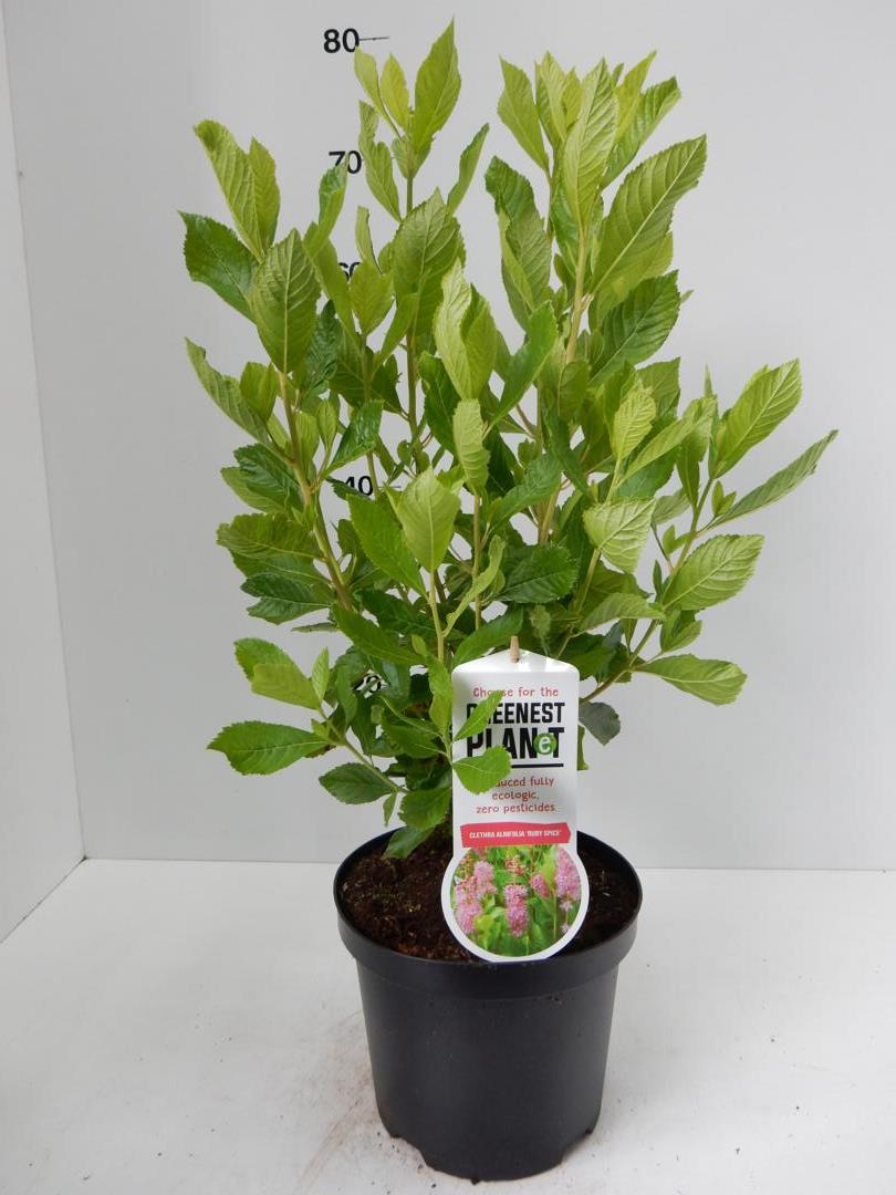 Clethra aln.Ruby Spice