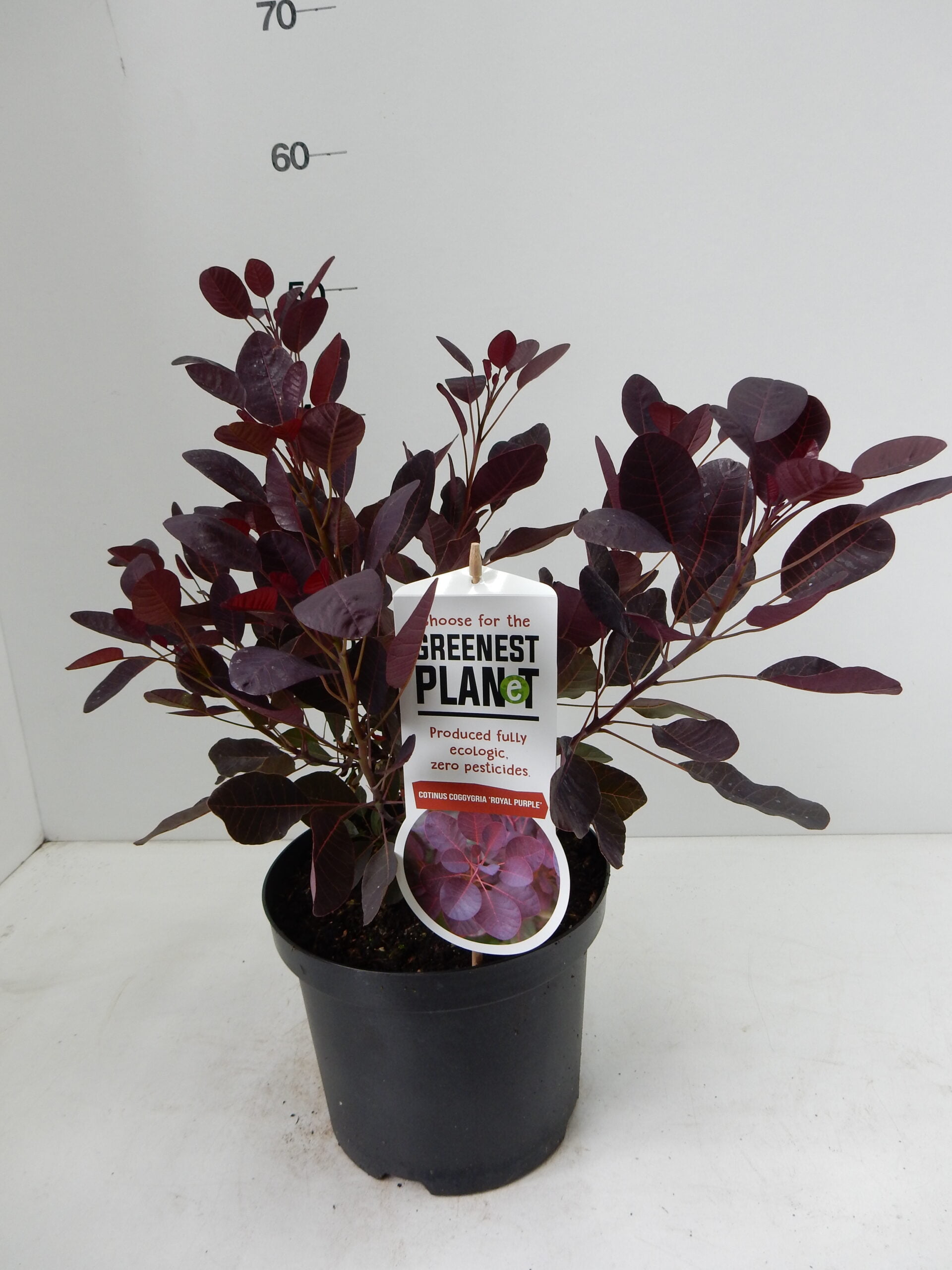 Cotinus cogg.Royal purple