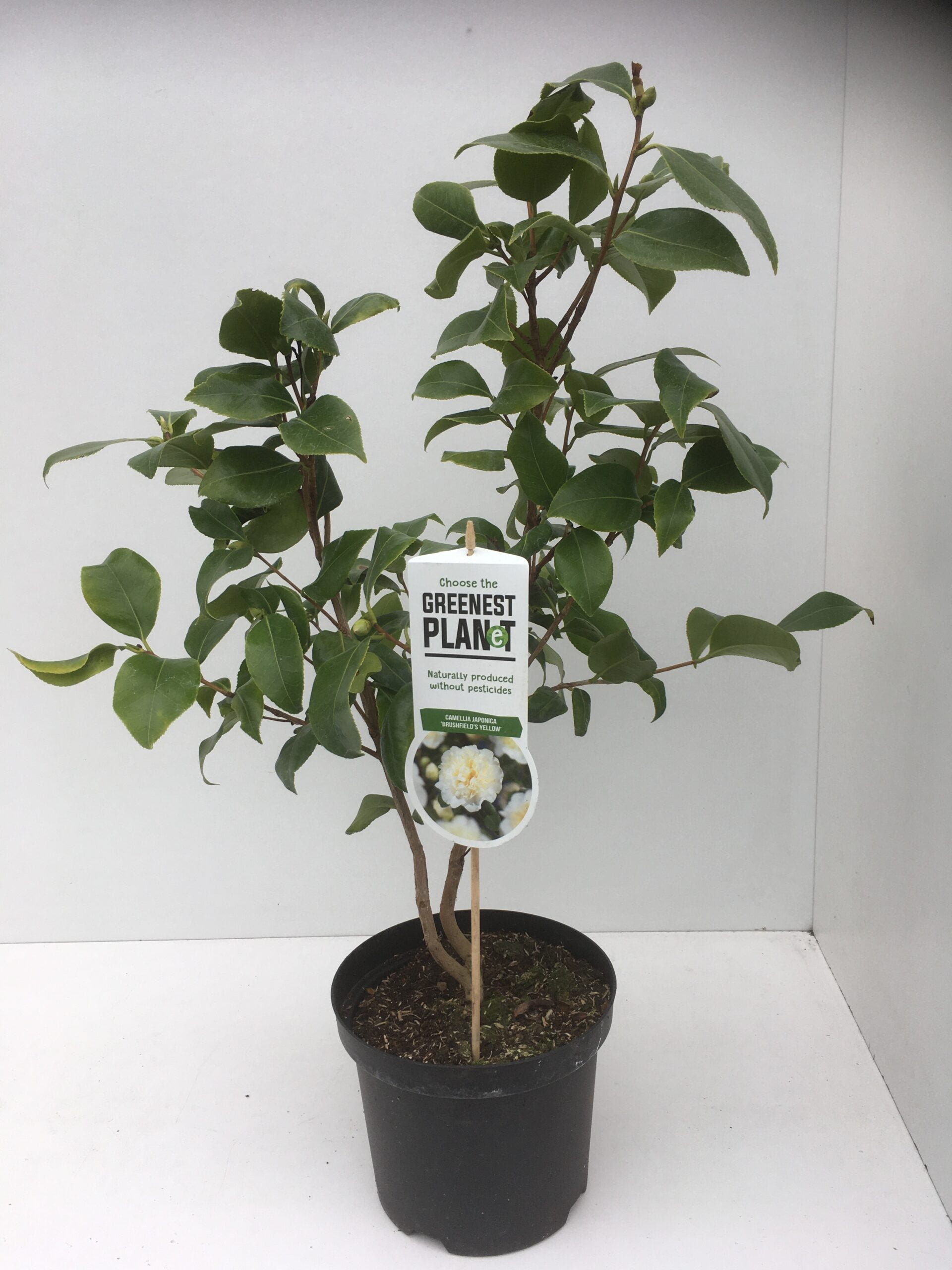 Camellia j.B Yellow